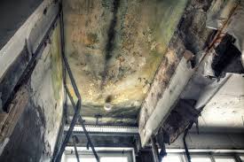 Why You Should Choose Our Mold Remediation Services in Pennington Gap, VA